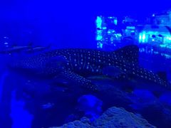 -成都浩海立方海洋公园