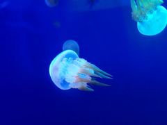 -临沂极地海洋王国