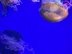 -海合安青岛极地海洋公园