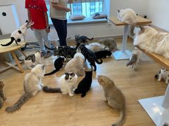 -有喵·猫咖·狗咖·30几只猫10只小狗(岗厦店)