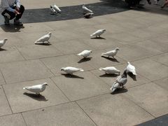 -中粮·祥云小镇