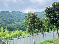 -卧龙中华大熊猫苑神树坪基地