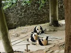 -都江堰中华大熊猫苑