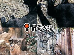 -红山森林动物园
