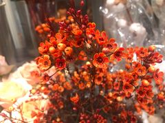 -植物学家的女儿(北马道巷店)