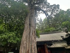 -青岛崂山太清宫