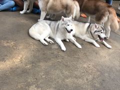 -TrueLove @ Neverland (Husky Cafe)