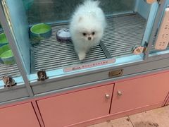 -FAELING PETS美天灵宠物(合生汇店)