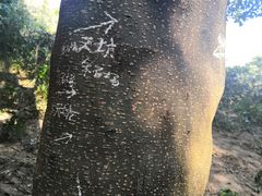 -黄埔油麻山森林公园