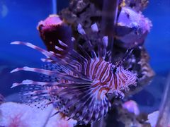 -太平洋海底世界