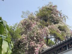 -深圳国际园林花卉博览园