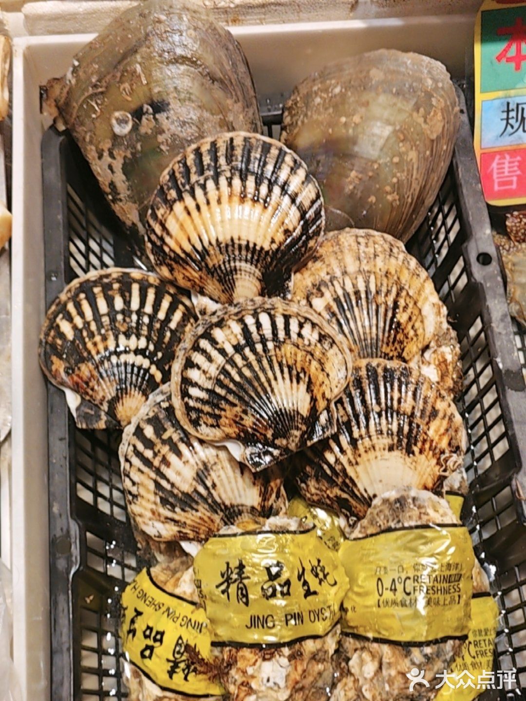 当季海鲜，又大又鲜美！