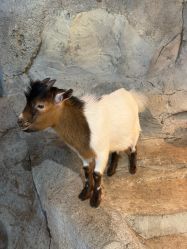 -Zoolung Zoolung动物主题公园(海信广场店)