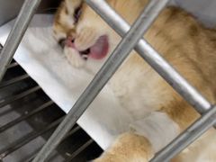 -派特宠物医院(圆融广场店)