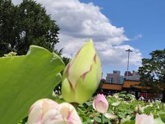 -莲花池公园