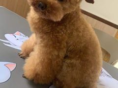 -宠颐生宠物医院·心肾内科·猫专科诊疗中心宠巢店