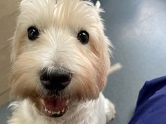 -爱侣宠医·鹦鹉专科·小型哺乳类·异宠专科(灵石路店)