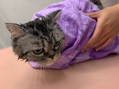 -1013 PET SHOP精品宠物商店(丁香店)