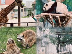 -灵玲国际马戏城