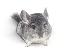 -龙猫仔乐园(惠福东路店)