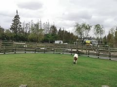 -前小桔亲子创意农场·草莓采摘·露营烧烤