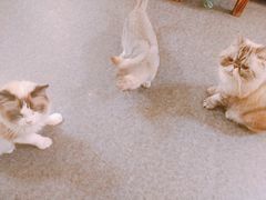 -猫色咖啡·猫咖