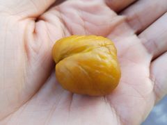 -小宝栗子(嘉华国际商业中心店)