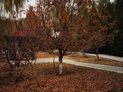 -元大都城垣遗址公园