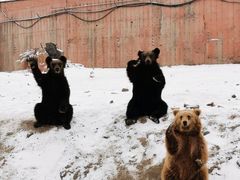 -新疆天山野生动物园