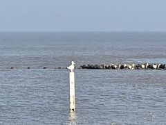 -南汇嘴观海公园