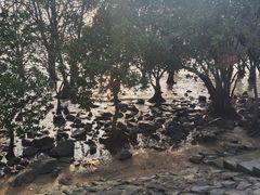 -宝安西湾红树林湿地公园