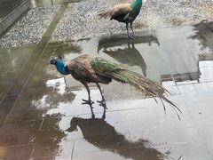 -黄山悦榕庄明月白云餐厅