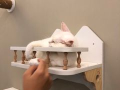 -猫域·湾主题猫咖·宠物吧(南坪城市广场店)