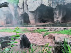 -海南热带野生动植物园