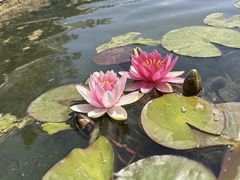 -洛阳市隋唐城遗址植物园