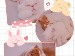 -More Fun猫咖 二十只万元加菲主题
