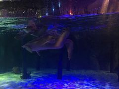 -暹罗海洋世界