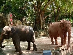 -深圳野生动物园