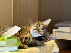 -博特宠物医院24h犬猫全科.骨科·异宠