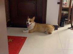 -宠福鑫康馨动物医院·骨科·眼科