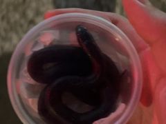 -酷以爬仙阁实体爬宠店·守宫·蜥蜴·专业繁育