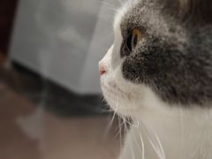 -Heymao猫咖.咖啡厅(东门店)