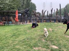 -爪吧宠物乐园·宠物泳池(温榆河示范区店)