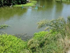 -马陆小张葡萄园农家乐