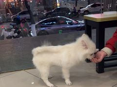 -艾贝尔宠物医院 ·中兽医·宠保定点(北门桥店)