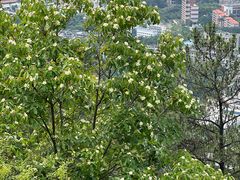 -火炉山森林公园