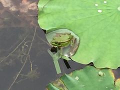 -大塘金香草谷