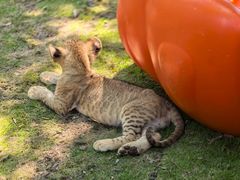-西霞口神雕山野生动物世界