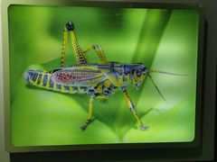 -上海昆虫博物馆