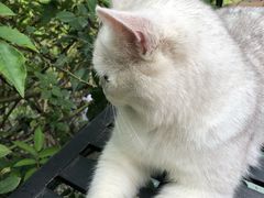 -喵屿·大理花园猫咖